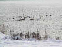 Winter at the Pile Lake