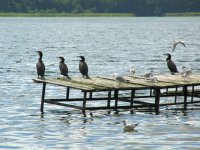 Pile Lake. Cormorants.